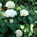 Hydrangea arborescens 'Annabelle'