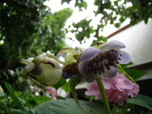 Deinanthe caerulea