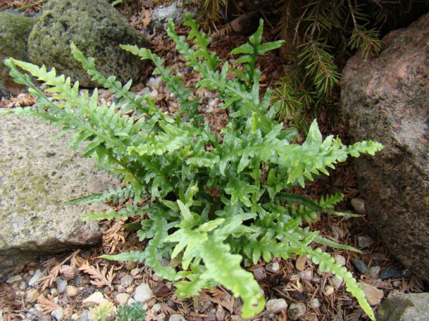 Asplenium abenoides