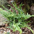 Asplenium abenoides