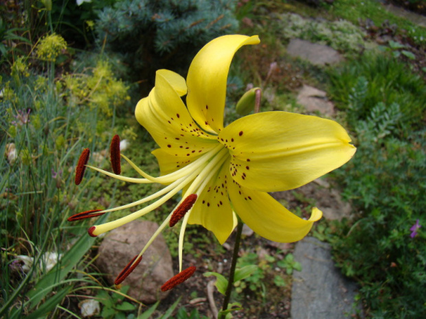 Lilium 'Golden Princess'