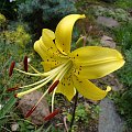 Lilium 'Golden Princess'