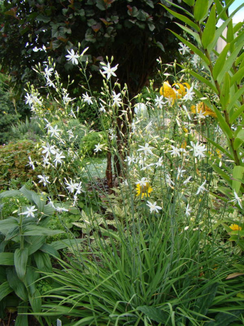 Anthericum ramosum