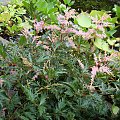 Astilbe 'Sprite'