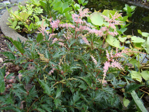 Astilbe 'Sprite'