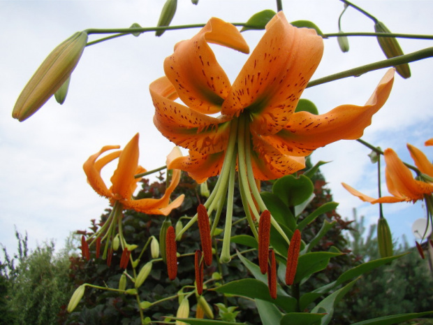 Lilium henryi