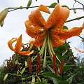 Lilium henryi