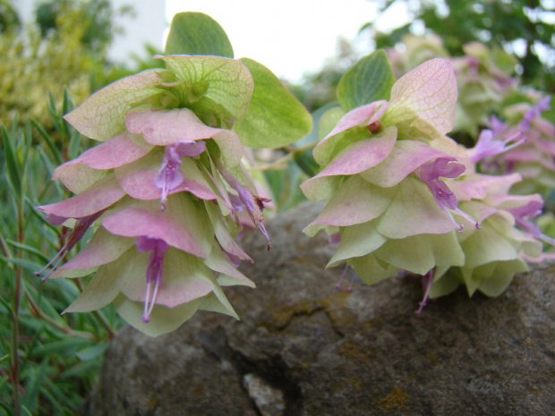 Origanum rotundifolium 'Kent Beauty'