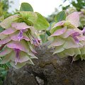 Origanum rotundifolium 'Kent Beauty'