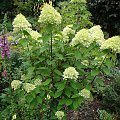 Hydrangea paniculata 'Phantom'