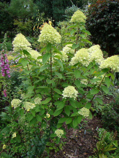 Hydrangea paniculata 'Phantom'