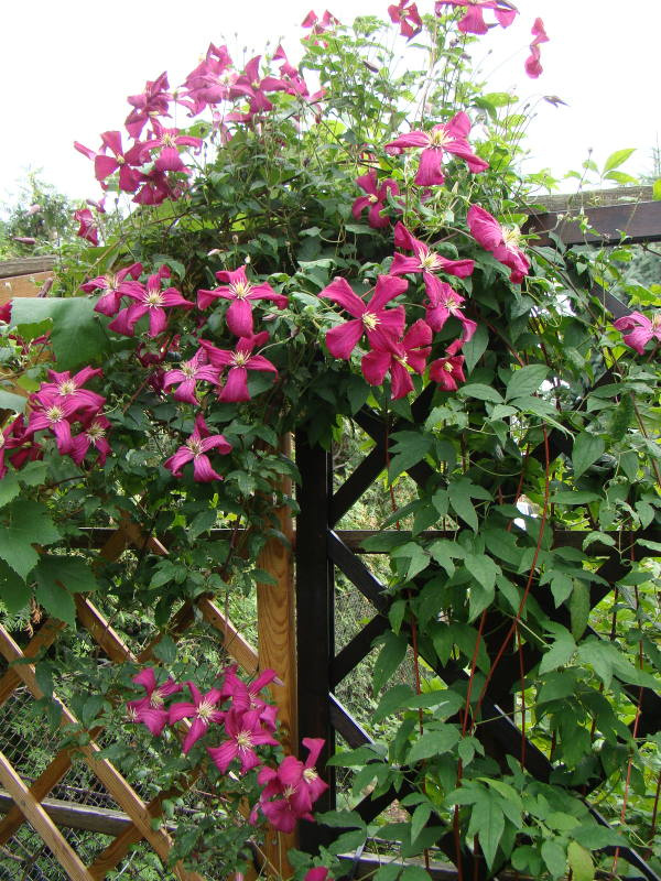 Clematis 'Ernest Markham'