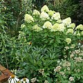 Hydrangea paniculata 'Limelight'