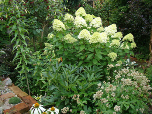 Hydrangea paniculata 'Limelight'