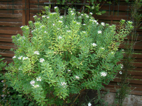 Daphne x burkwoodii 'Astrid'