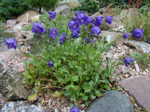 Campanula pulla