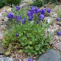 Campanula pulla