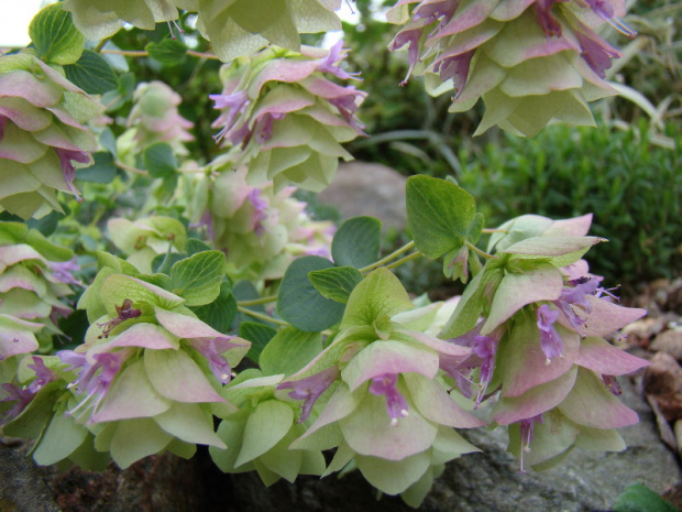 Origanum rotundifolium 'Kent Beauty'