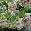 Origanum rotundifolium 'Kent Beauty'