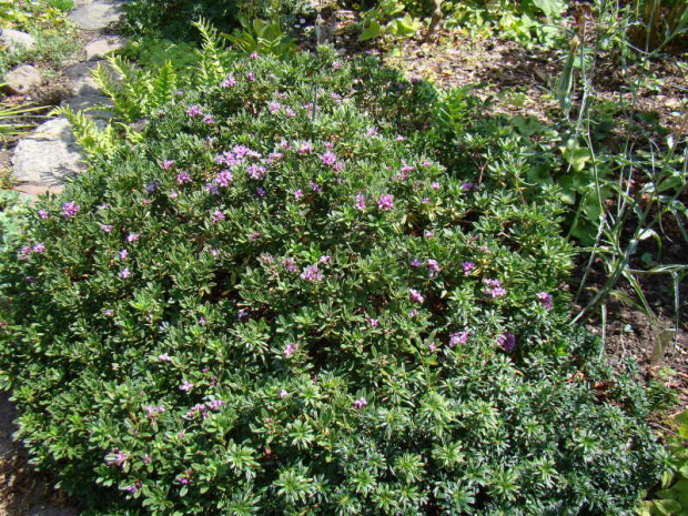 Daphne x susannae 'Cheriton'