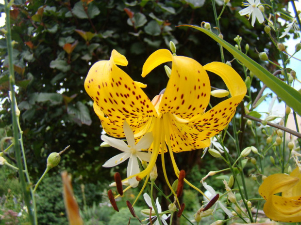 Lilium leichtlinii