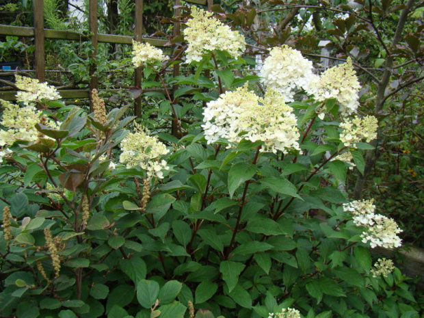 Hydrangea paniculata 'Renhy' VANILLE FRAISE