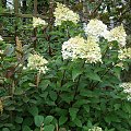 Hydrangea paniculata 'Renhy' VANILLE FRAISE