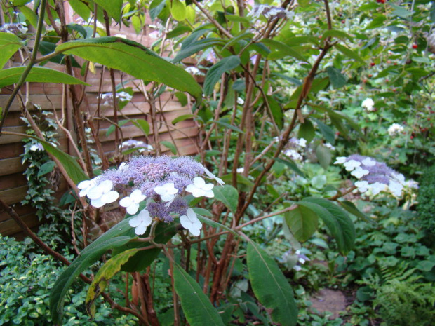 Hydrangea aspera