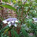 Hydrangea aspera