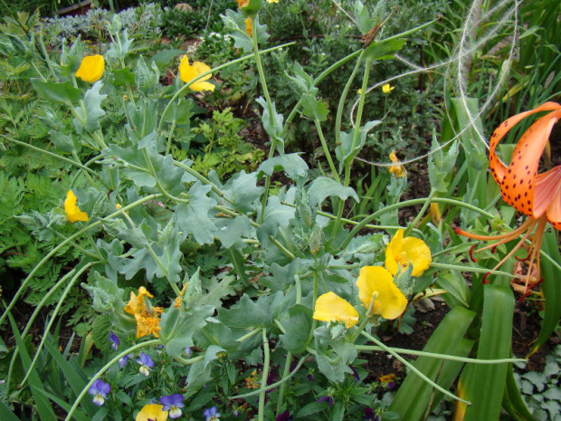 Glaucium flavum