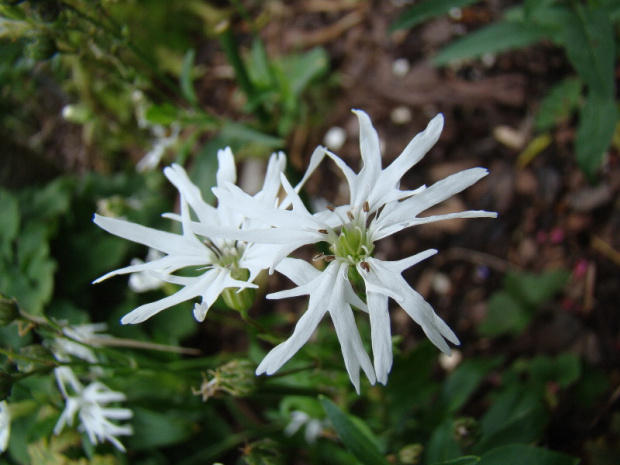 Lychnis flos-cuculi 'White Robin'