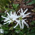 Lychnis flos-cuculi 'White Robin'