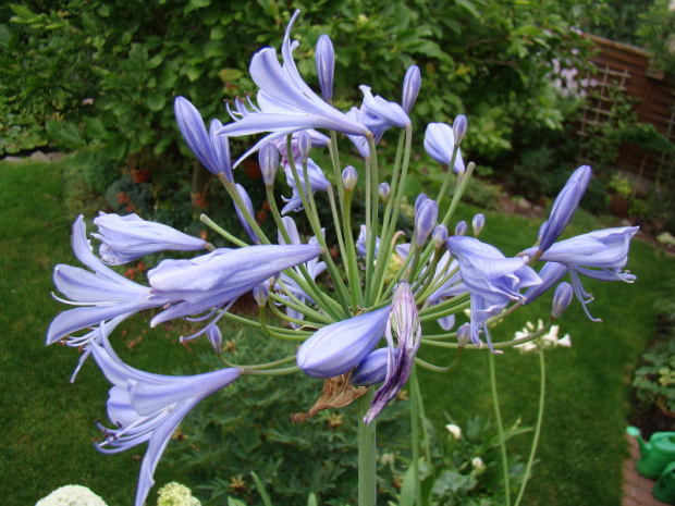 Agapanthus africanus 'Blue Globe'