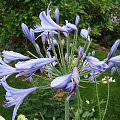 Agapanthus africanus 'Blue Globe'