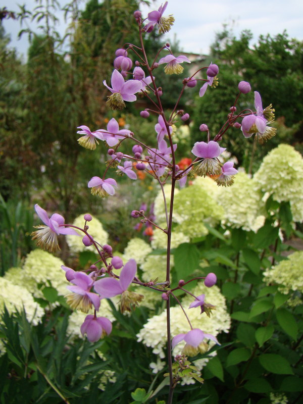 Thalictrum rochebruneanum