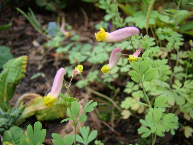 Corydalis sempervirens