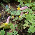 Corydalis sempervirens