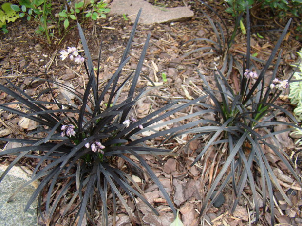 Ophiopogon planiscapus 'Nigrescens'