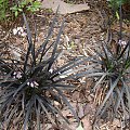 Ophiopogon planiscapus 'Nigrescens'