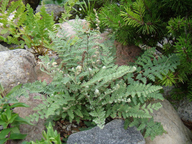 Cheilanthes lanosa