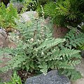 Cheilanthes lanosa