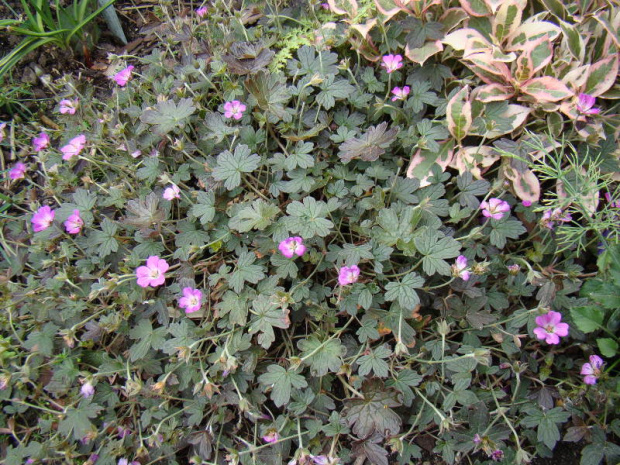 Geranium 'Bremmery' ORKNEY CHERRY