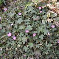 Geranium 'Bremmery' ORKNEY CHERRY