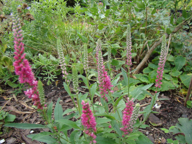 Veronica spicata 'Rotfuchs'