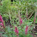 Veronica spicata 'Rotfuchs'