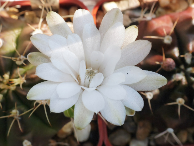 Gymnocalycium anisitsii Strigl