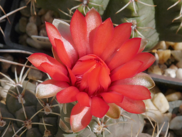 Gymnocalycium baldianum