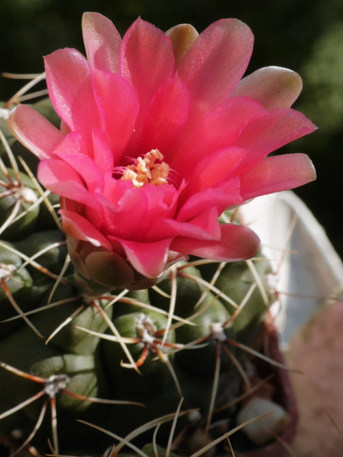 Gymnocalycium baldianum