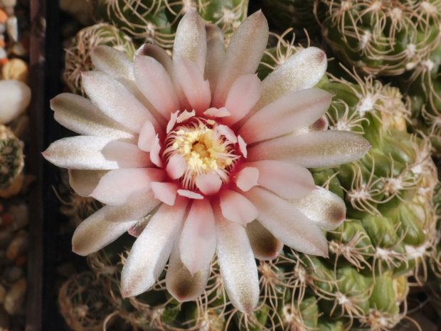 Gymnocalycium bruchii v. lafaldense