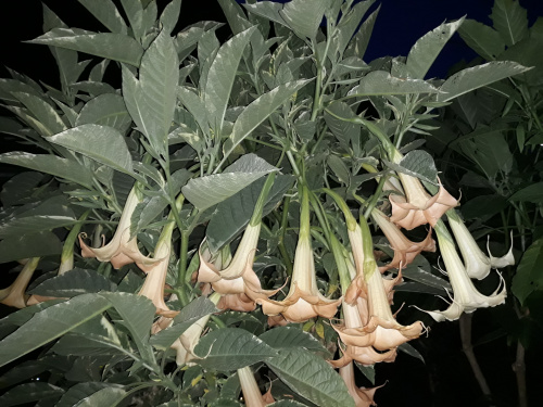 Brugmansia x candida f. variegata 'Maya